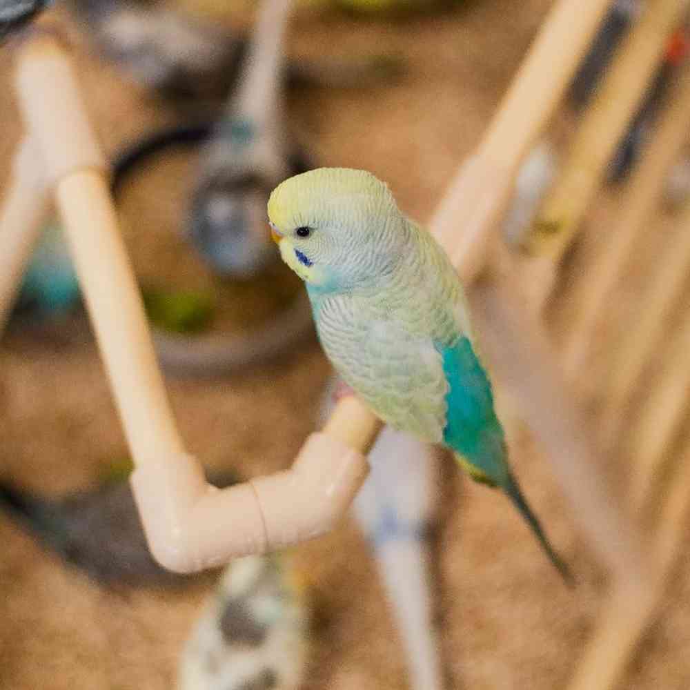 Unknown Parakeet Bird for Sale in Lee's Summit, MO