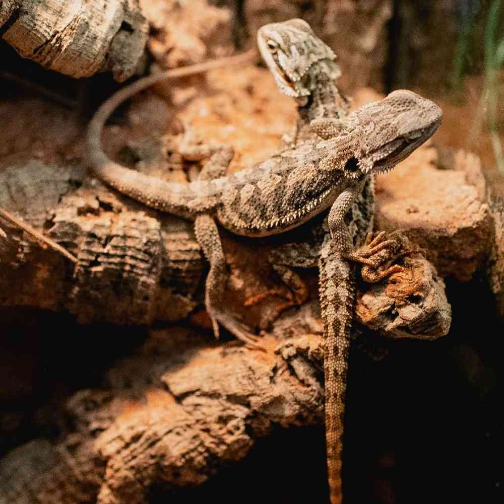 Unknown Bearded Dragon Reptile for Sale in Lee's Summit, MO