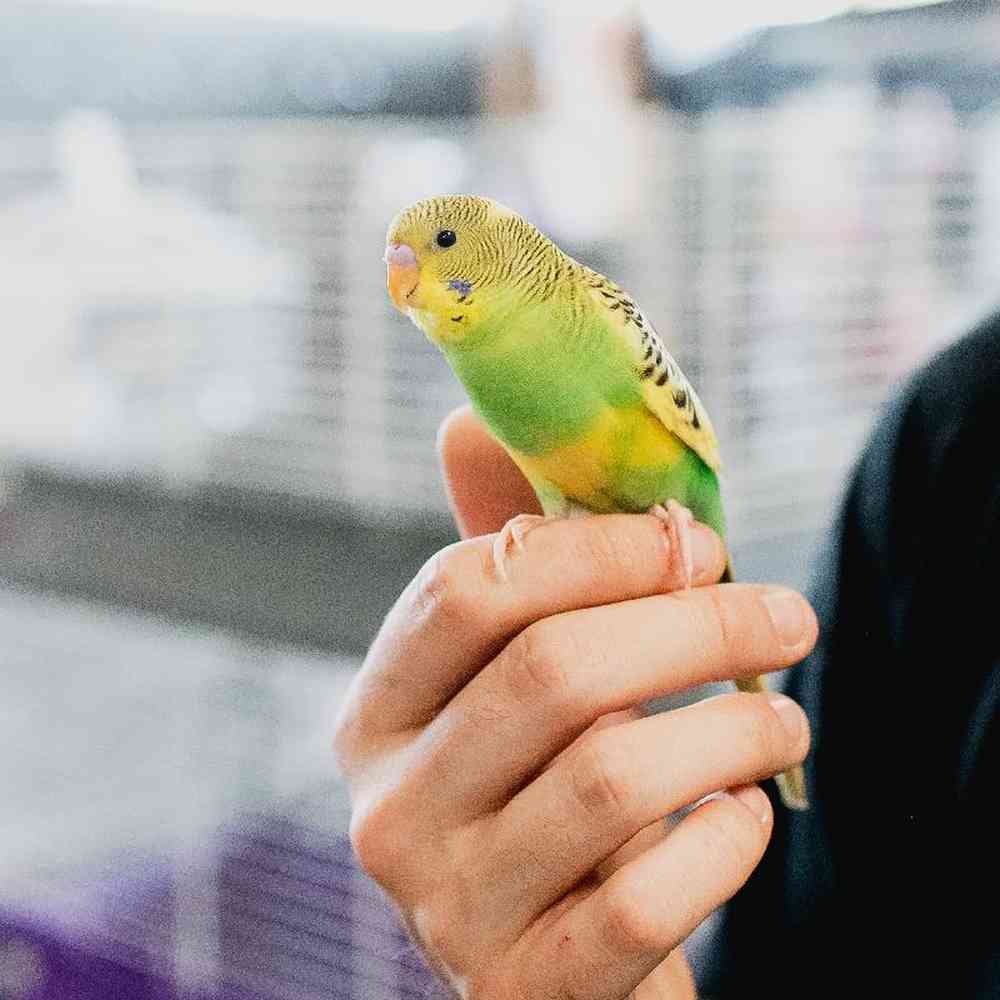 Unknown Parakeet Bird for Sale in Lee's Summit, MO