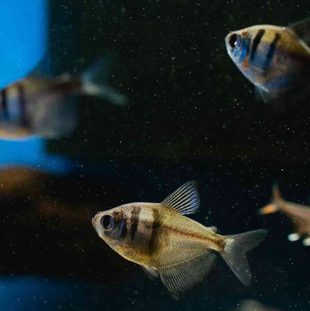 Unknown Tetras Freshwater Fish for Sale in Lee's Summit, MO