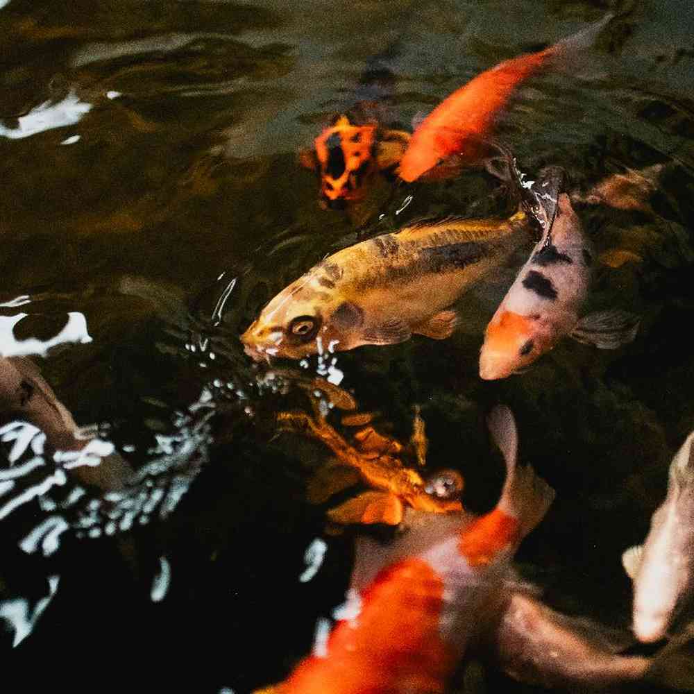 Unknown Koi and Goldfish Freshwater Fish for Sale in Lee's Summit, MO
