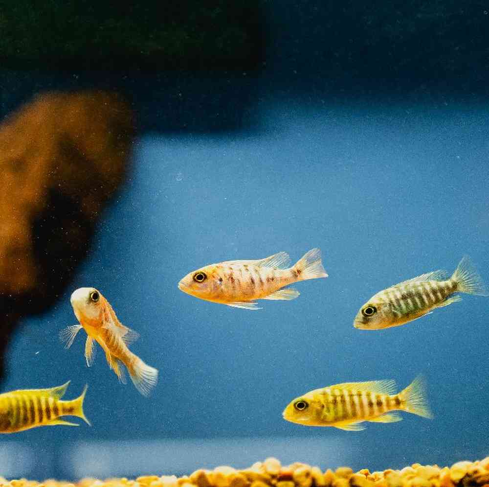 Unknown Cichlids Freshwater Fish for Sale in Lee's Summit, MO