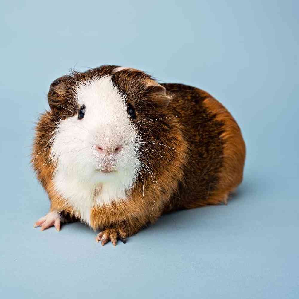 Unknown Guinea Pig Small Animal for Sale in Lee's Summit, MO