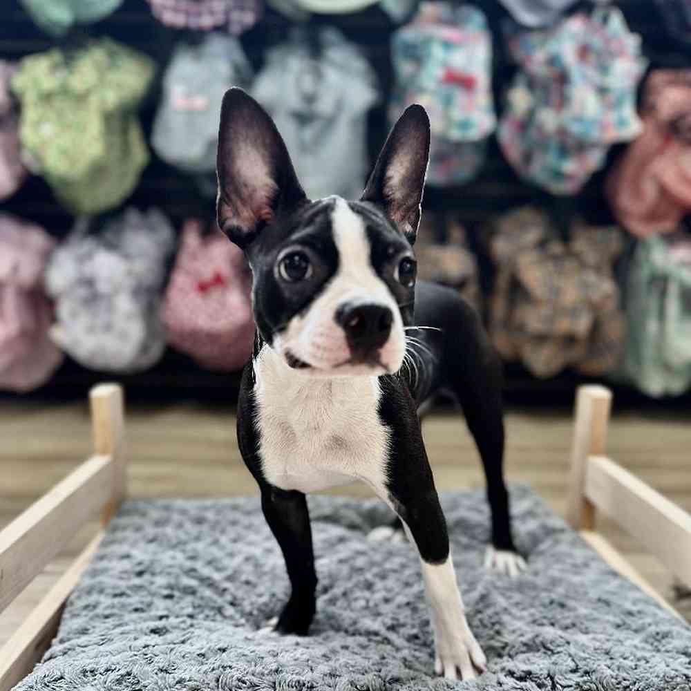 Female Boston Terrier Puppy for Sale in Lee's Summit, MO