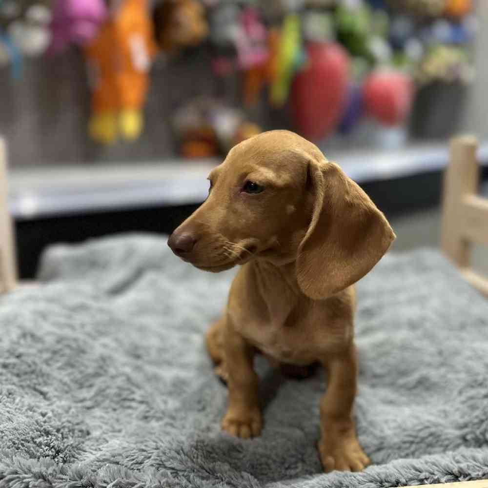 Female Dachshund Puppy for Sale in Lee's Summit, MO