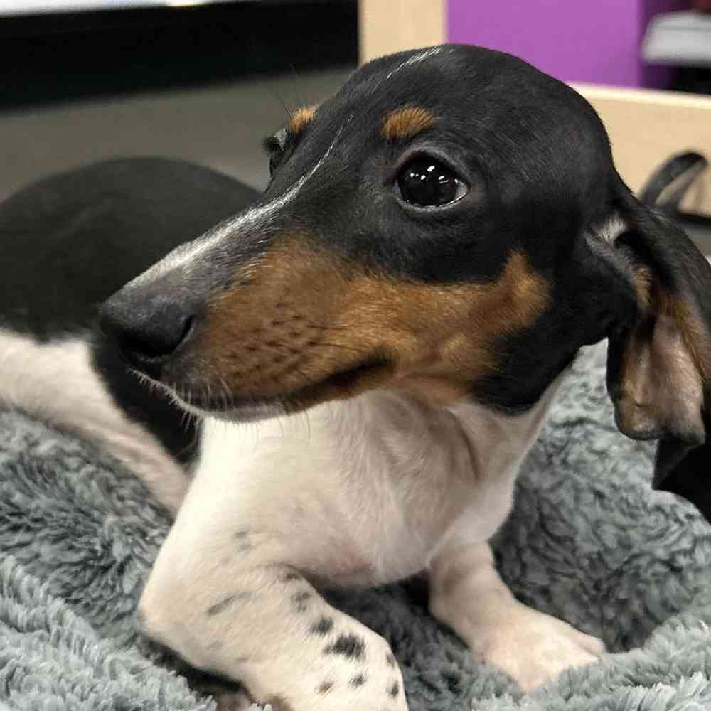 Female Dachshund Puppy for Sale in Lee's Summit, MO