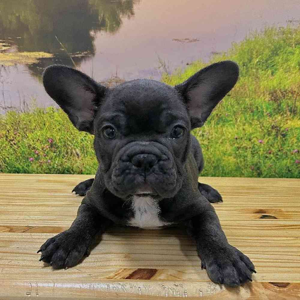 Male French Bulldog Puppy for Sale in Lee's Summit, MO