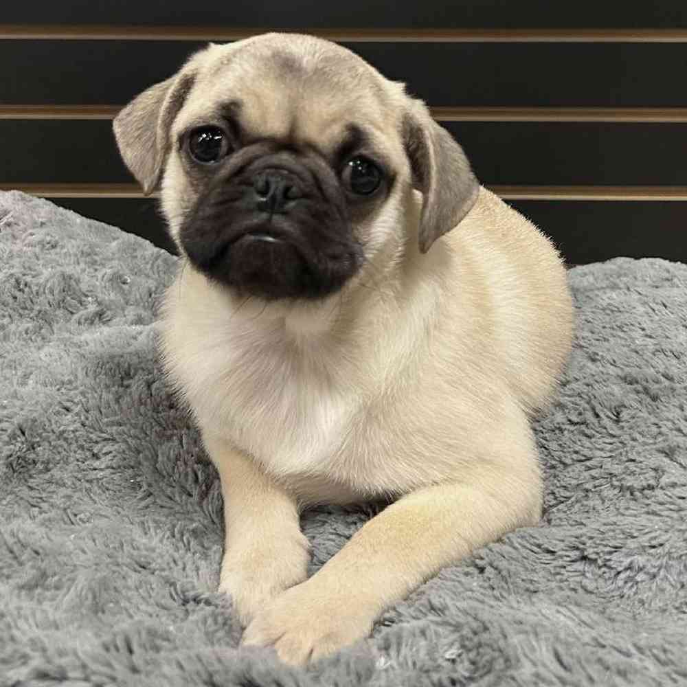 Pug For Sale | Summit Zoo