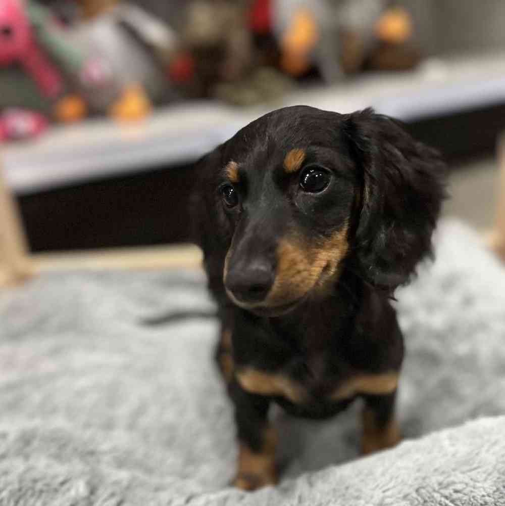 Dachshund For Sale | Summit Zoo