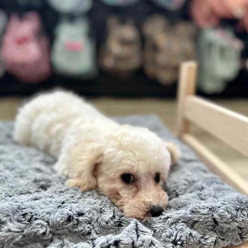 Male Bichon-Poodle Puppy for Sale in Lee's Summit, MO