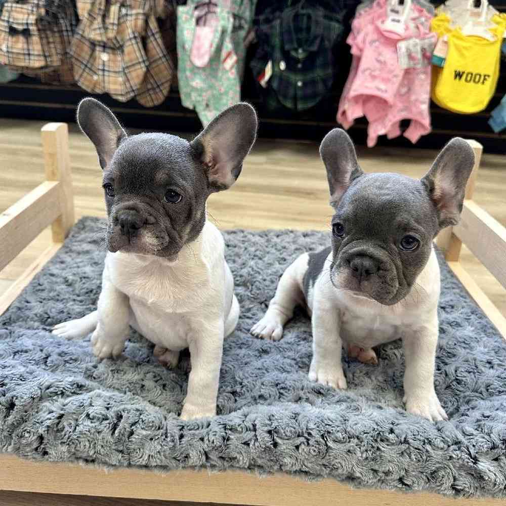 French Bulldog For Sale | Summit Zoo