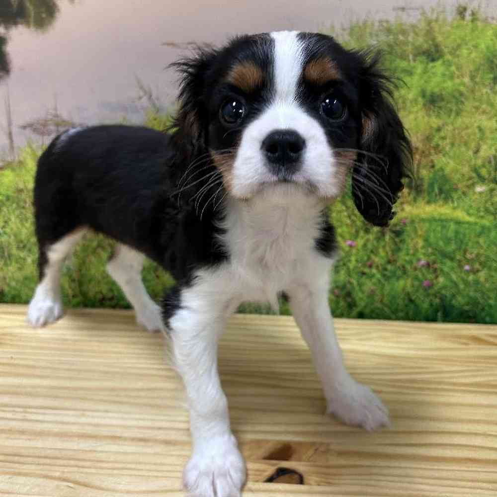 Male Cavalier King Charles Spaniel Puppy for Sale in Lee's Summit, MO