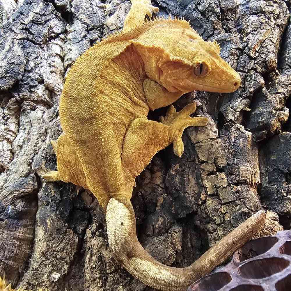 Tiger Crested Gecko image