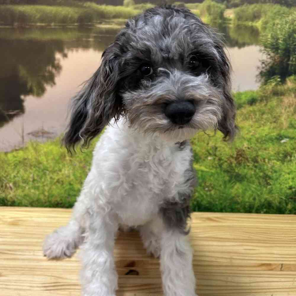 Male Cockapoo Puppy for Sale in Lee's Summit, MO