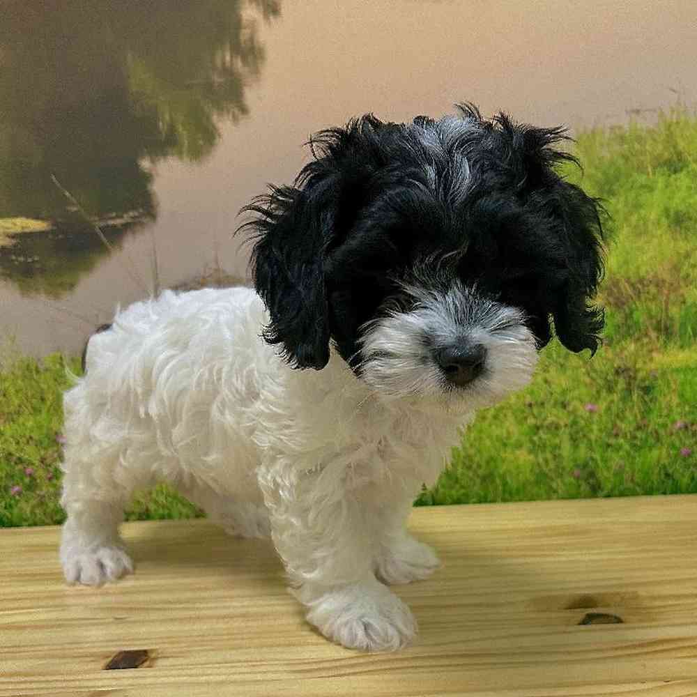 Female Cockapoo Puppy for Sale in Lee's Summit, MO