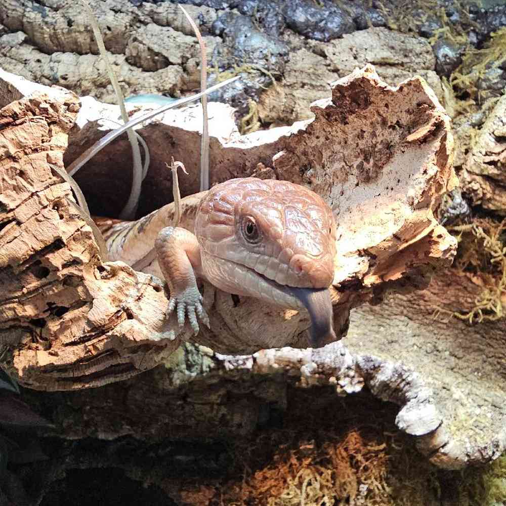 Unknown Northern Blue Tongued Skink Reptile for Sale in Lee's Summit, MO