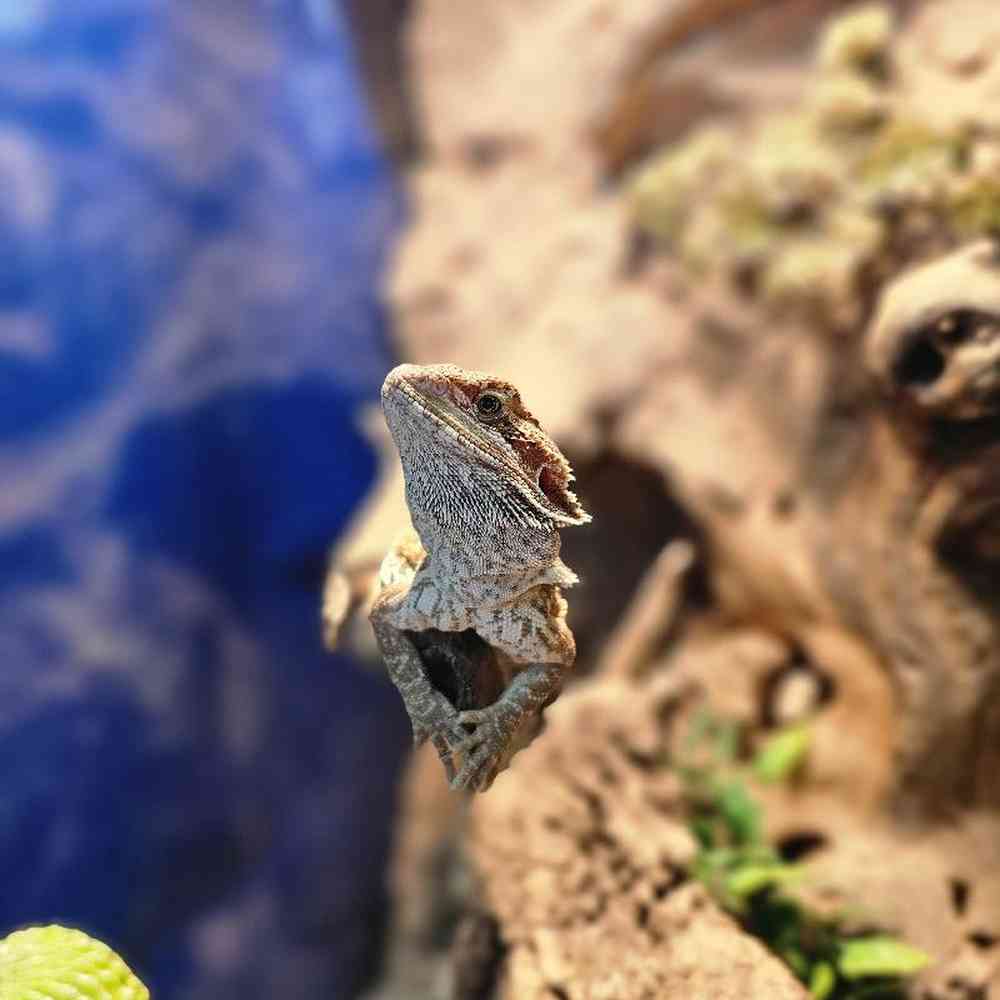 Female Bearded Dragon Reptile for Sale in Lee's Summit, MO