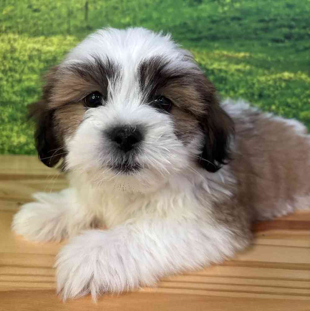 Male Lhasa Apso-Shih Tzu Puppy for Sale in Lee's Summit, MO