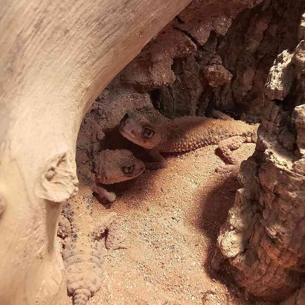 Knobtail Gecko image