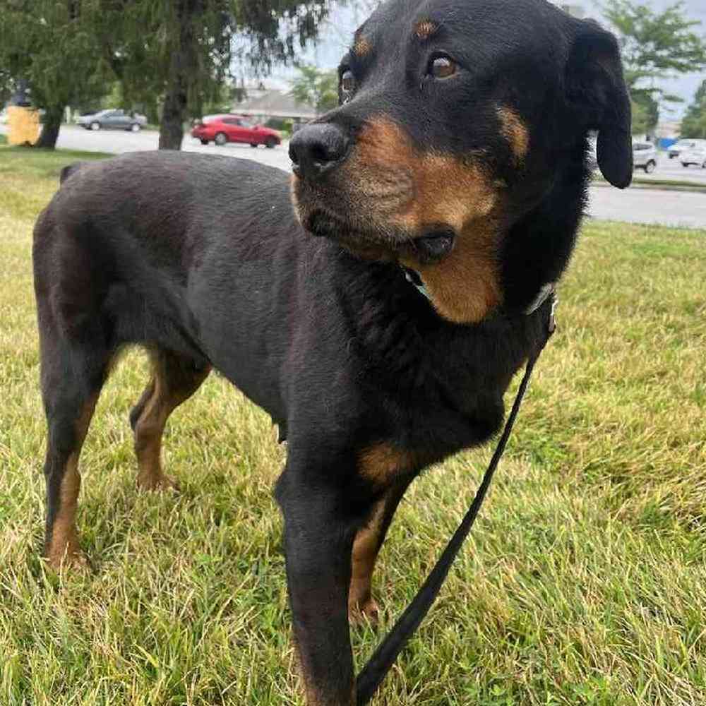 Female Rottweiler Adoption Dog for Sale in Lee's Summit, MO