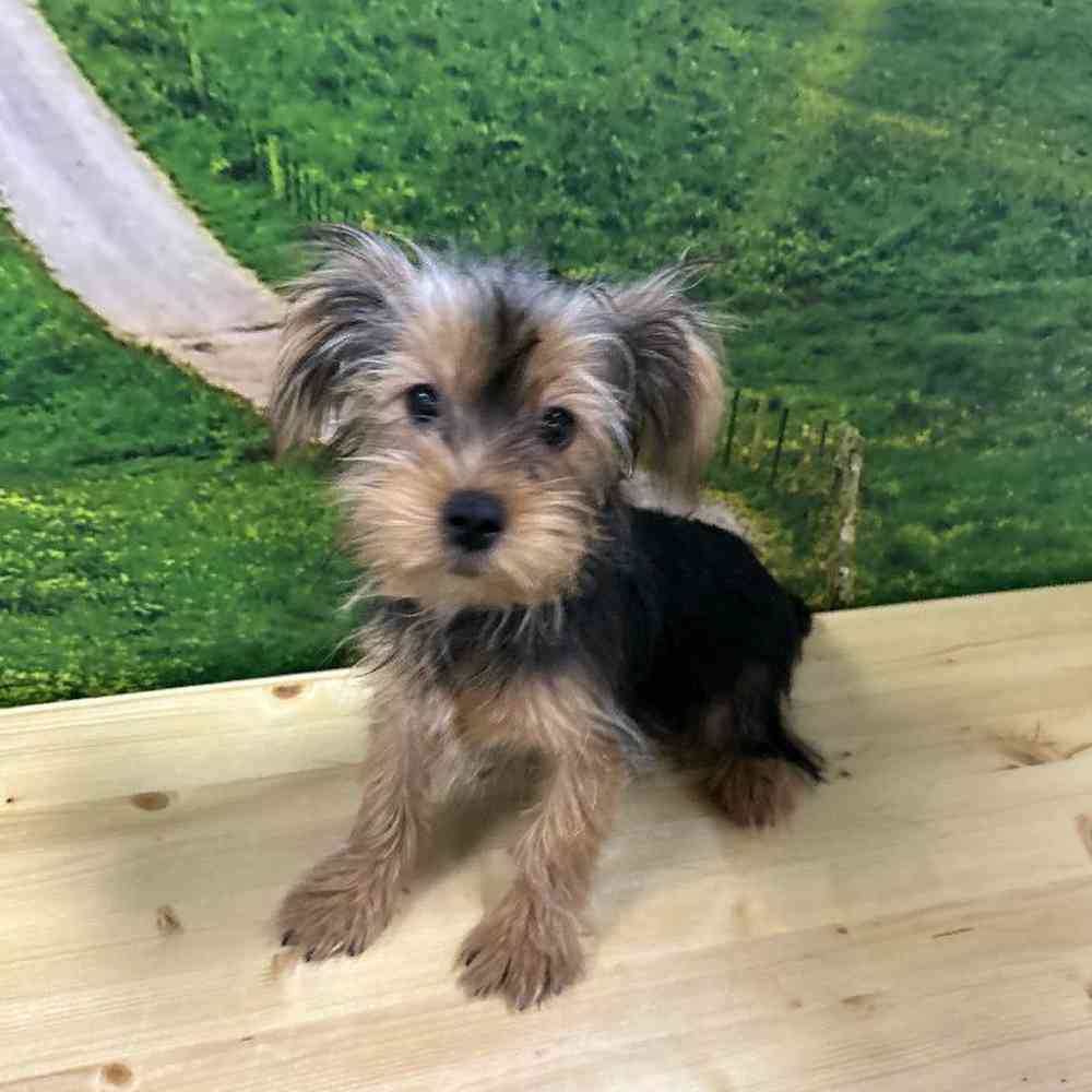 Female Yorkie Puppy for Sale in Lee's Summit, MO