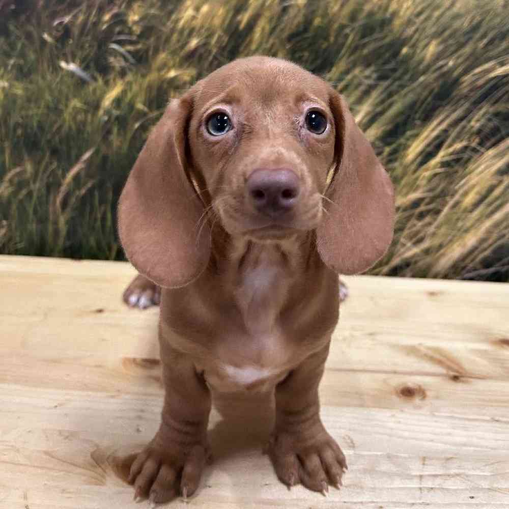 Female Dachshund Puppy for Sale in Lee's Summit, MO