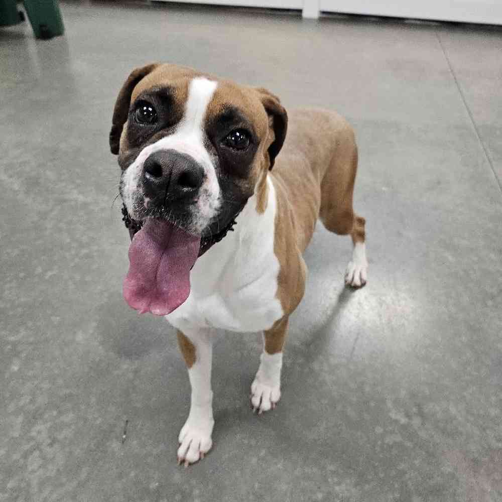 Boxer (Adoption) image