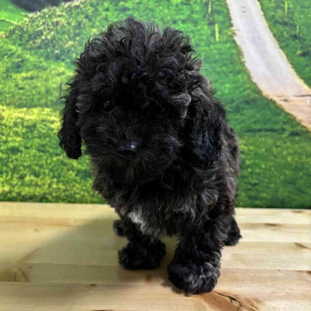 Female Bichon-Poodle Puppy for Sale in Lee's Summit, MO