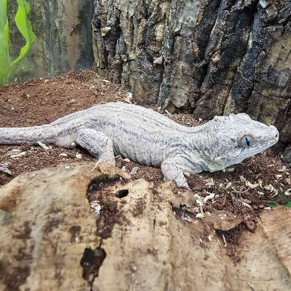 Gargoyle Gecko image