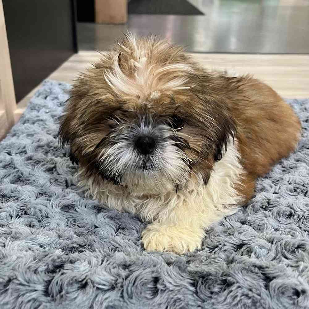 Female Shih Tzu Puppy for Sale in Lee's Summit, MO