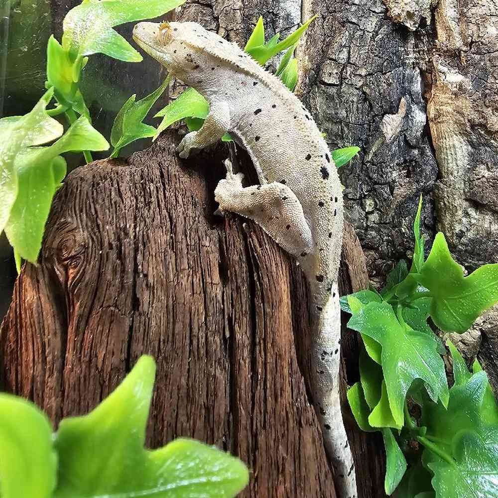 Unknown Super Dalmation Crested Gecko Reptile for Sale in Lee's Summit, MO