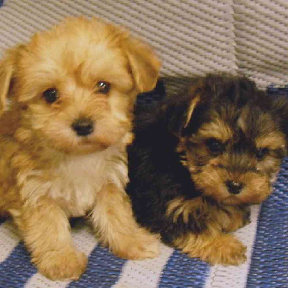 yorkie poo puppies for sale ontario        <h3 class=