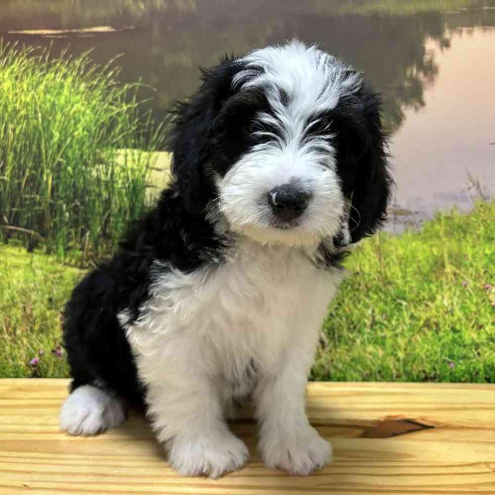 Male Mini Aussie Puppy for Sale in Lee's Summit, MO