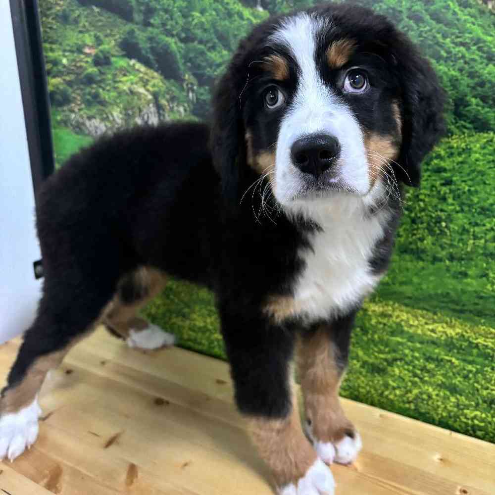 Female Bernese Mountain Dog Puppy for Sale in Lee's Summit, MO