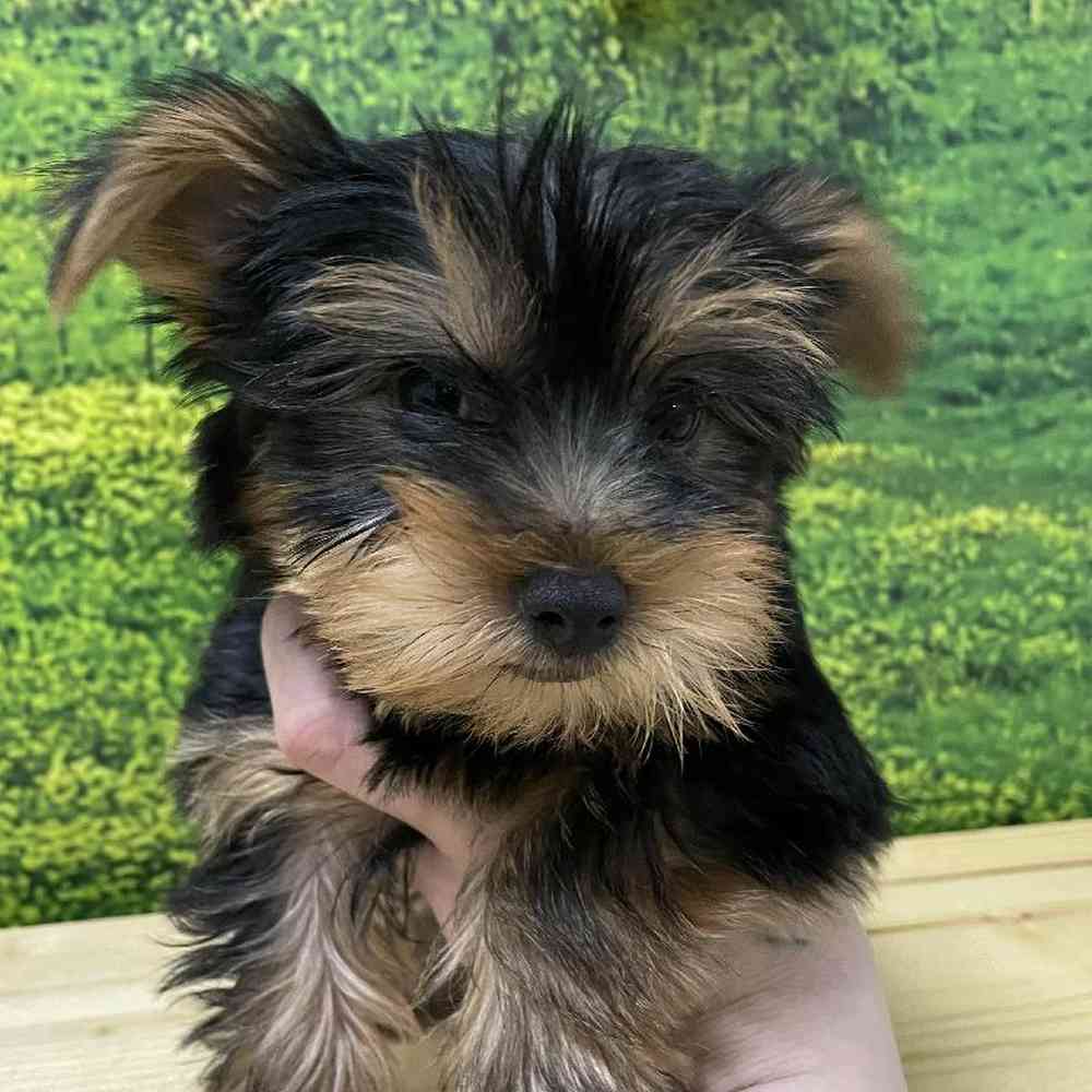 Male Yorkie Puppy for Sale in Lee's Summit, MO