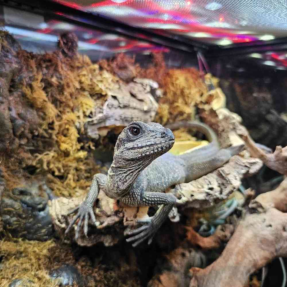 Male Sailfin Dragon Reptile for Sale in Lee's Summit, MO