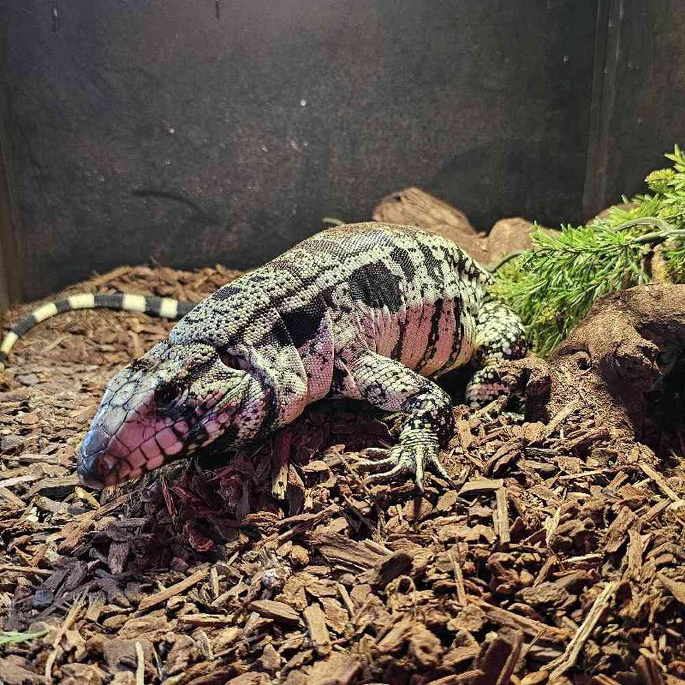 Female Tegu Reptile for Sale in Lee's Summit, MO