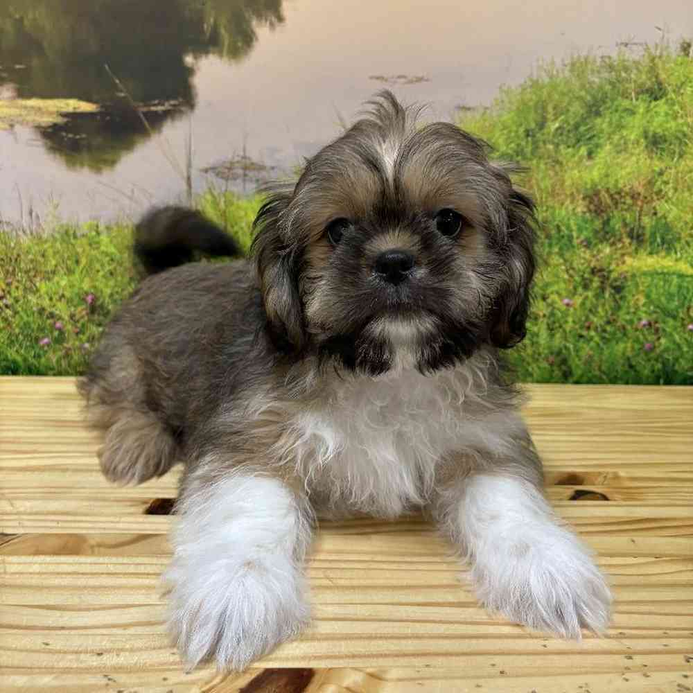 Male Lhasa Apso Puppy for Sale in Lee's Summit, MO