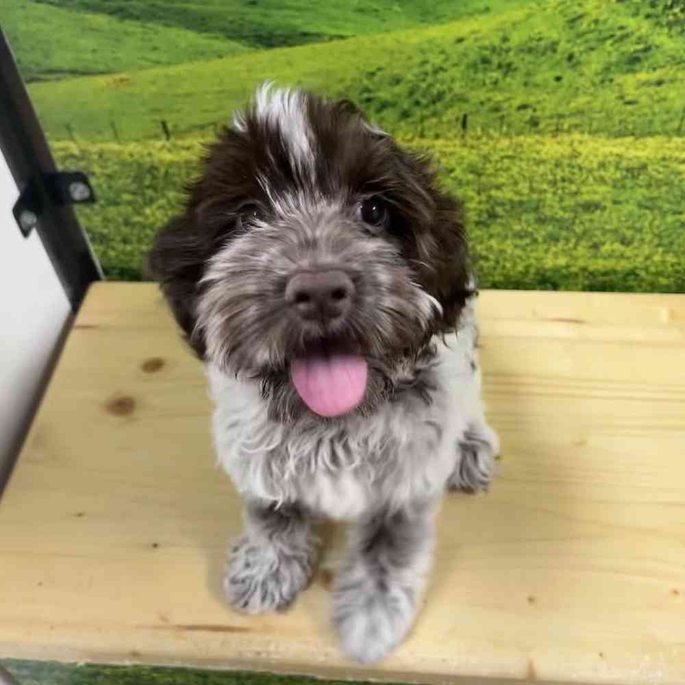 Female Cockapoo Puppy for Sale in Lee's Summit, MO