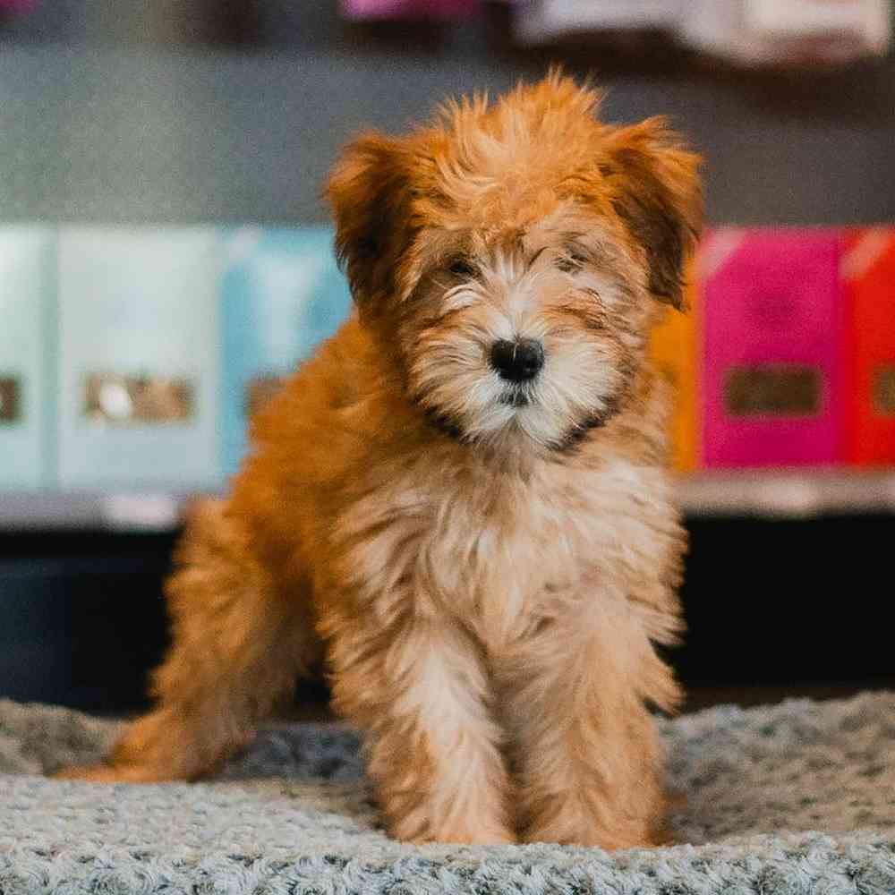 Female Soft Coated Wheaten Terrier Puppy for Sale in Lee's Summit, MO