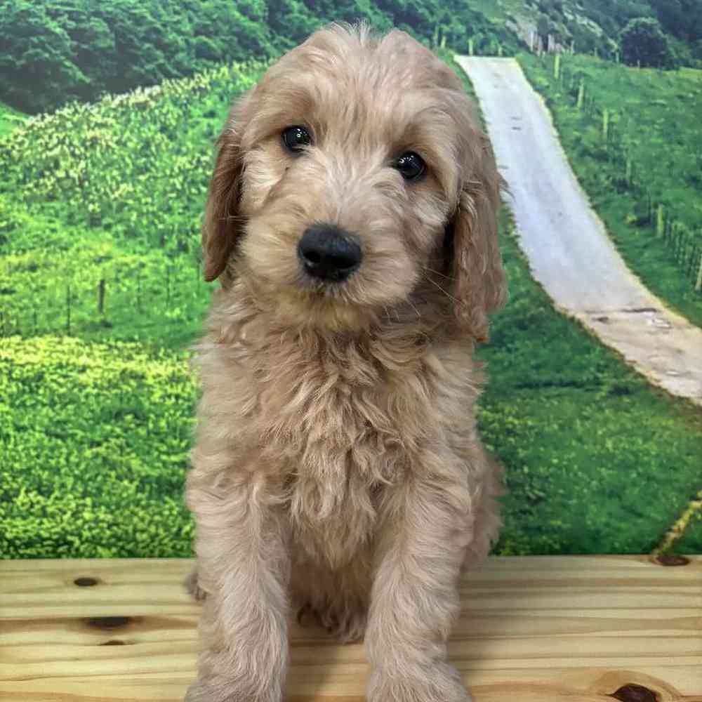 Male Standard Goldendoodle Puppy for Sale in Lee's Summit, MO