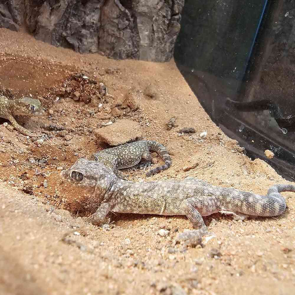 Short Finger Geckos Reptile for Sale in Lee's Summit, MO