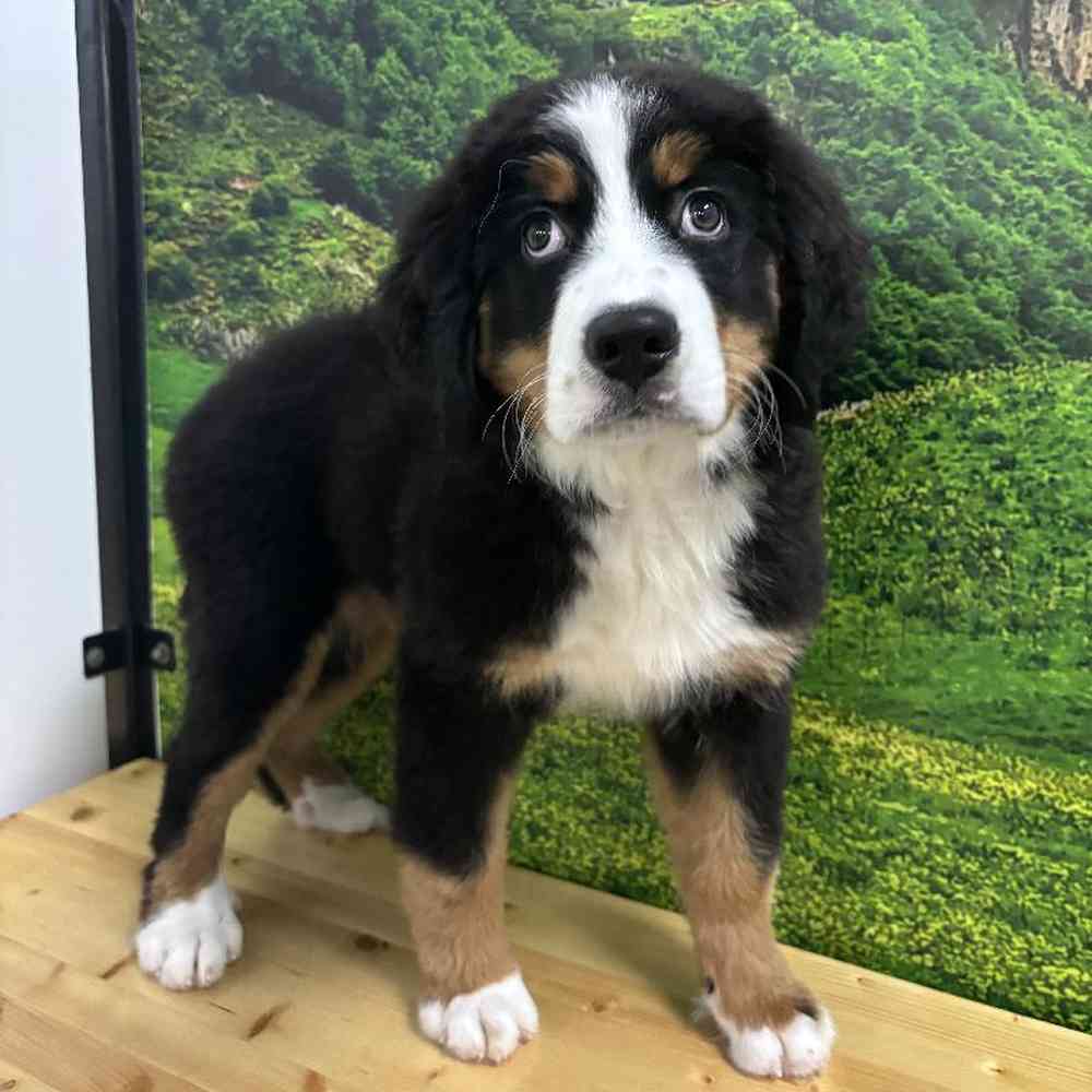 Female Bernese Mountain Dog Puppy for Sale in Lee's Summit, MO