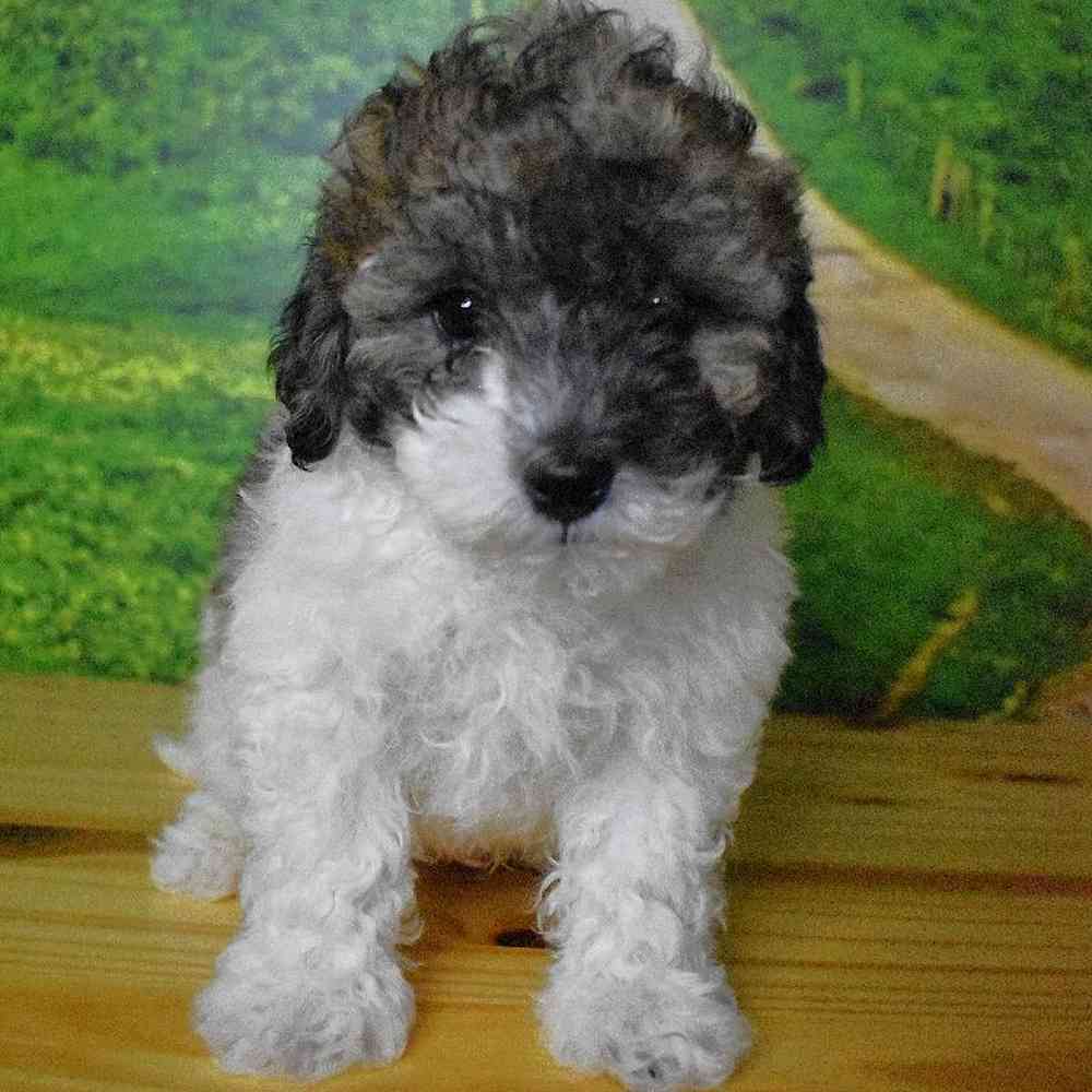 Male Bichon-Poodle Puppy for Sale in Lee's Summit, MO