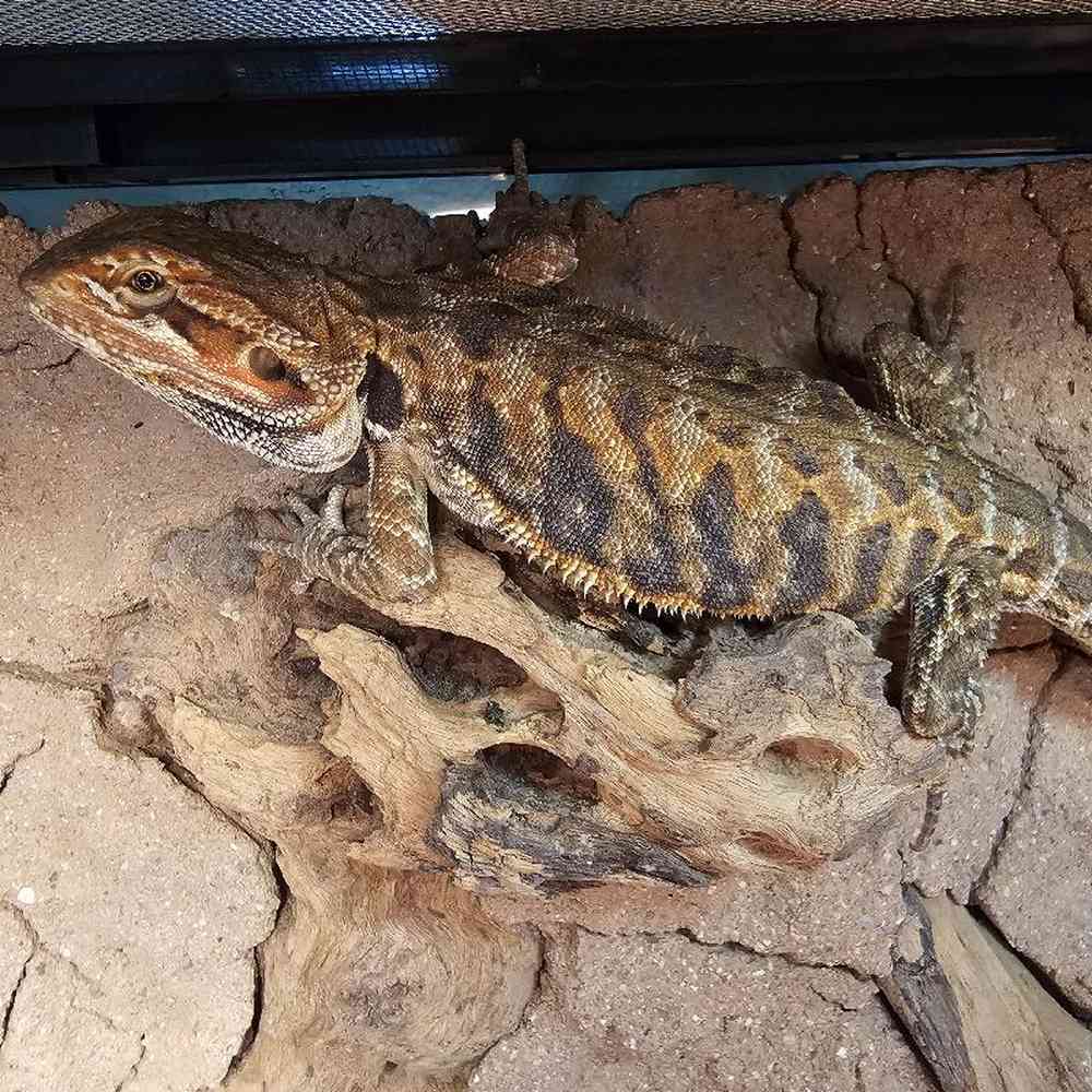 Male Bearded Dragon Reptile for Sale in Lee's Summit, MO