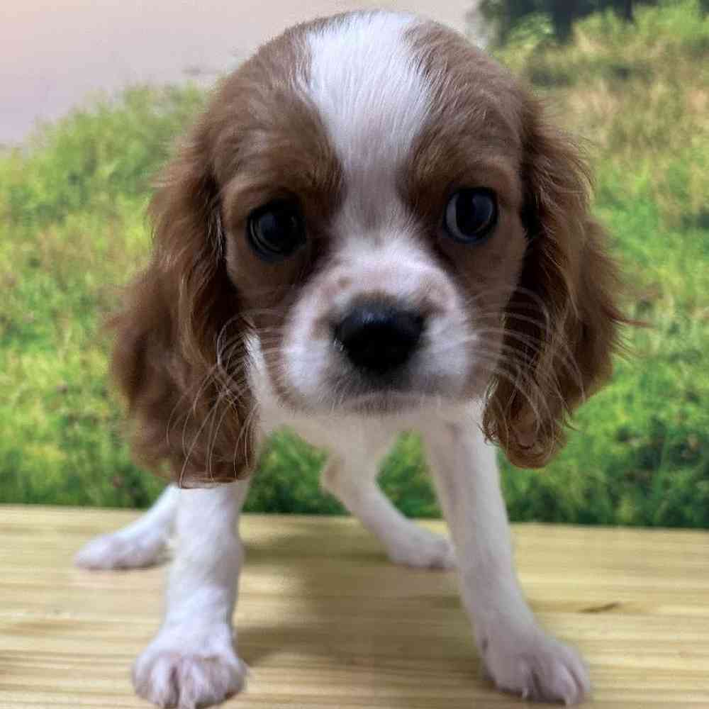 Female Cavalier King Charles Spaniel Puppy for Sale in Lee's Summit, MO