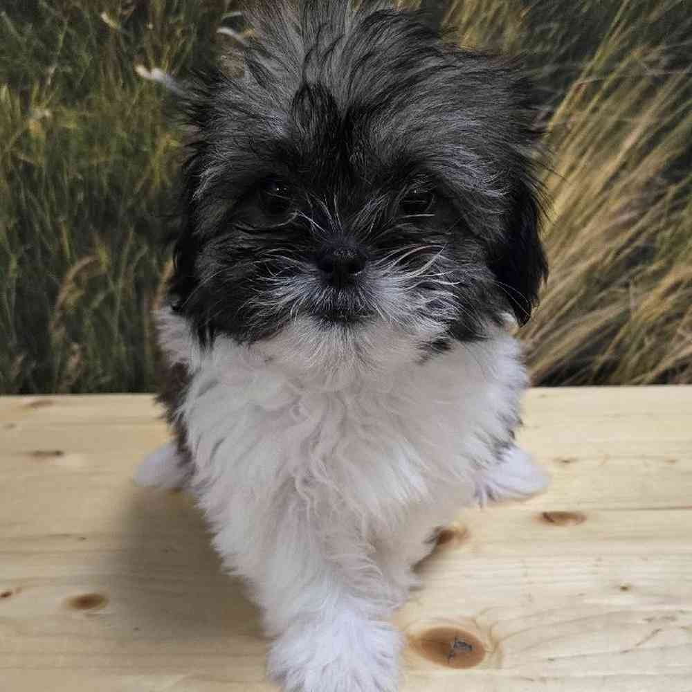 Male Coton De Tulear-Shih Tzu Puppy for Sale in Lee's Summit, MO