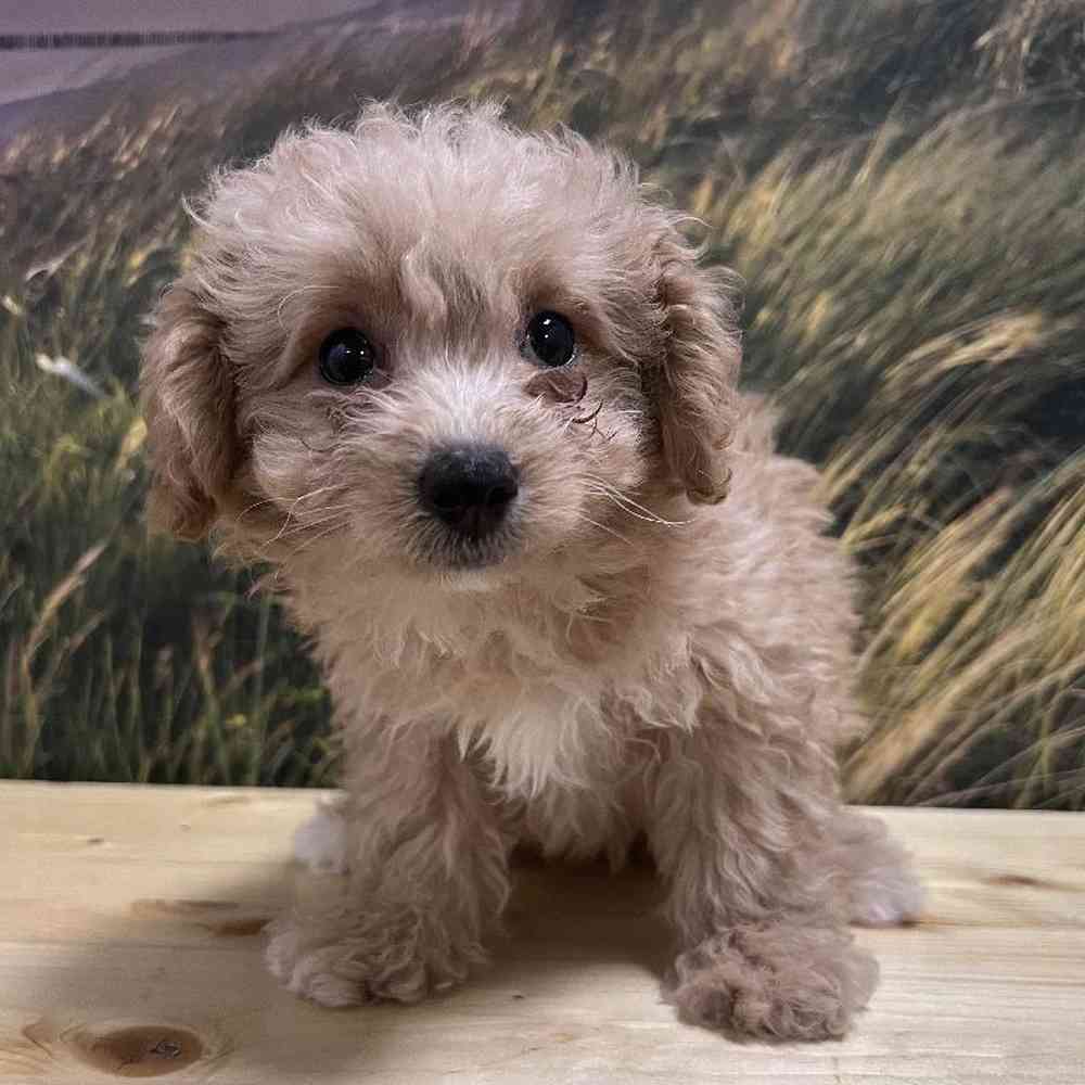 Female Maltipoo Puppy for Sale in Lee's Summit, MO