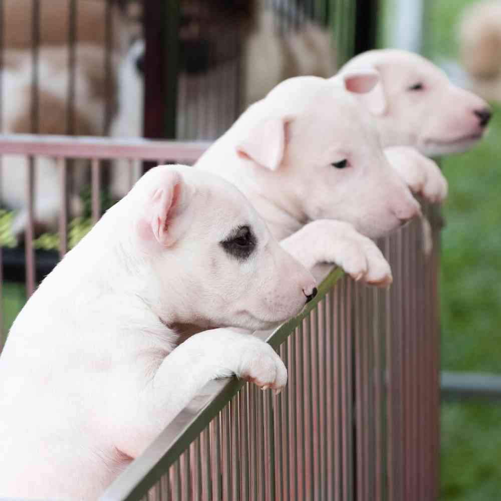 Bull Terrier Puppies for Sale