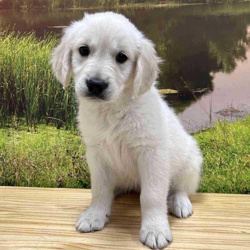 Female Golden Retriever Puppy for Sale in Lee's Summit, MO
